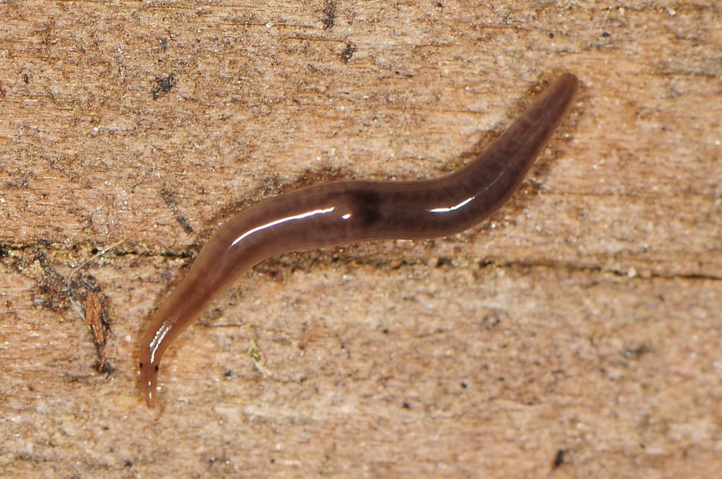 Snake-headed Flatworm