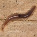 Snake-headed Flatworm - Photo (c) Jason M Crockwell, some rights reserved (CC BY-NC-ND), uploaded by Jason M Crockwell