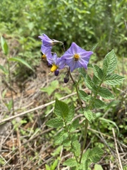 Solanum demissum