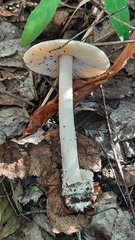 Amanita flavescens