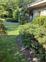 Dumetella carolinensis