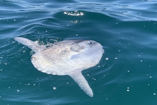 Ocean sunfish