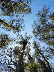 Lyonothamnus floribundus floribundus