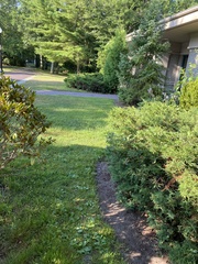 Dumetella carolinensis