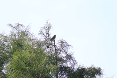 Melozone fusca