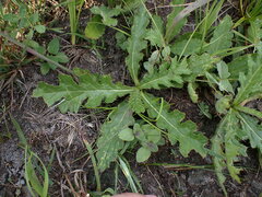 Cirsium tuberosum