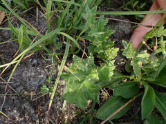 Cirsium tuberosum