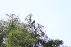 Melozone fusca