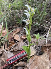 Habenaria entomantha