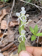 Habenaria entomantha