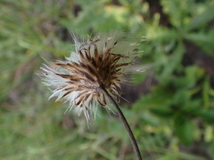 Cirsium tuberosum
