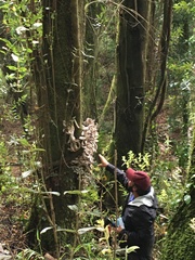 Austrobasidium pehueldeni