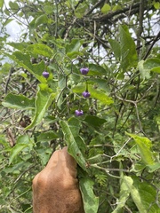 Solanum dulcamaroides