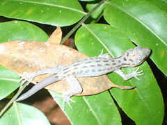 Cyrtodactylus majulah
