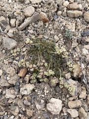 Eriogonum villiflorum