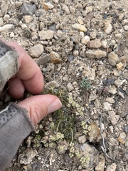 Eriogonum villiflorum