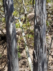 Lyonothamnus floribundus floribundus