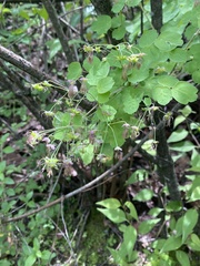 Thalictrum gibbosum