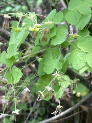 Thalictrum gibbosum
