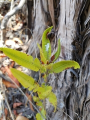 Lyonothamnus floribundus floribundus