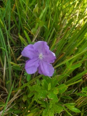 Ruellia pinetorum