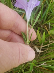 Ruellia pinetorum