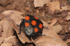 Brachystethus rubromaculatus