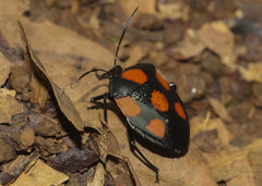 Brachystethus rubromaculatus