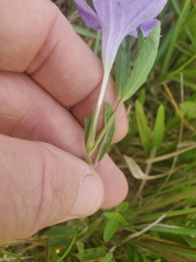 Ruellia pinetorum