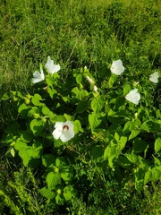 Hibiscus lasiocarpos