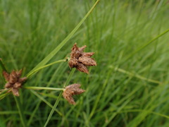 Bolboschoenus laticarpus