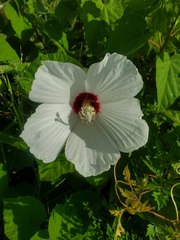 Hibiscus lasiocarpos