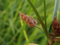 Bolboschoenus laticarpus