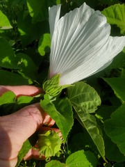 Hibiscus lasiocarpos
