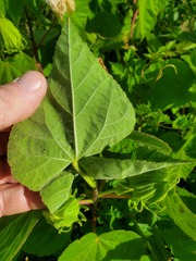 Hibiscus lasiocarpos