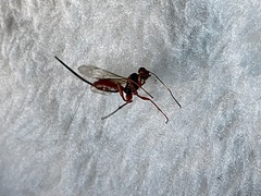 Coleocentrus