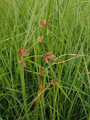 Bolboschoenus laticarpus