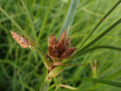 Bolboschoenus laticarpus
