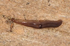 Rhynchodemus sylvaticus