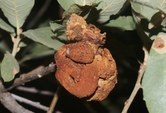 Andricus montezumus
