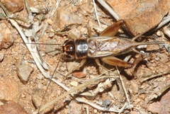 Gryllus staccato