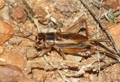 Gryllus staccato