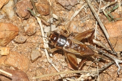 Gryllus staccato