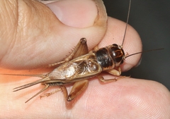 Gryllus staccato