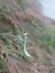 Stagmomantis carolina