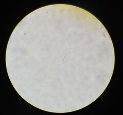 Planktothrix rubescens
