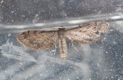 Protoproutia rusticaria