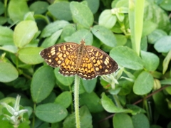 Phyciodes graphica graphica