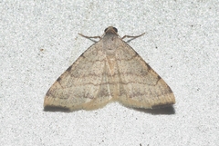 Taeniogramma octolineata