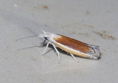 Ypsolopha delicatella